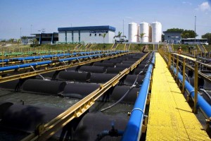 baia