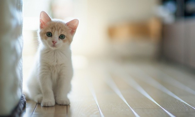 gatos-melhores-artigos-2