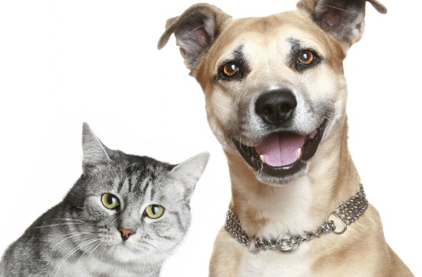 cat-dog-610x400