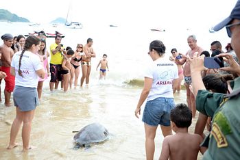 aruana