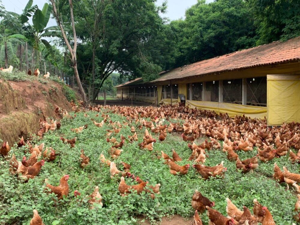 Produção de aves livres de medicamentos é essencial para a saúde