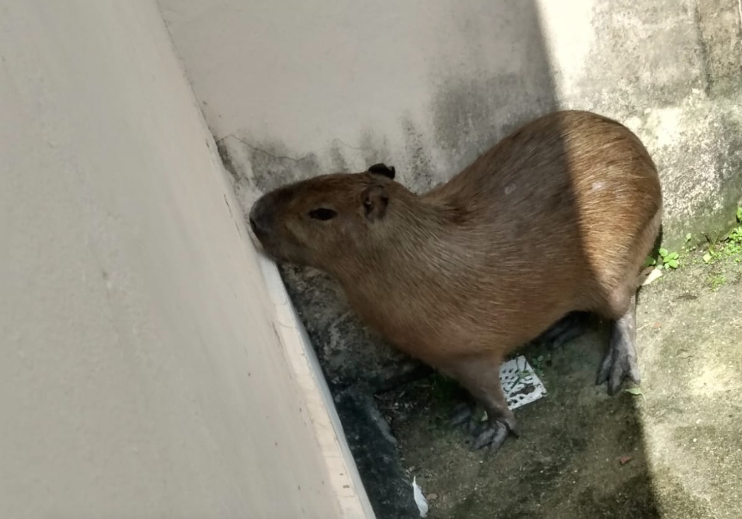 Captura de Tela 2022-05-17 às 13.52.08