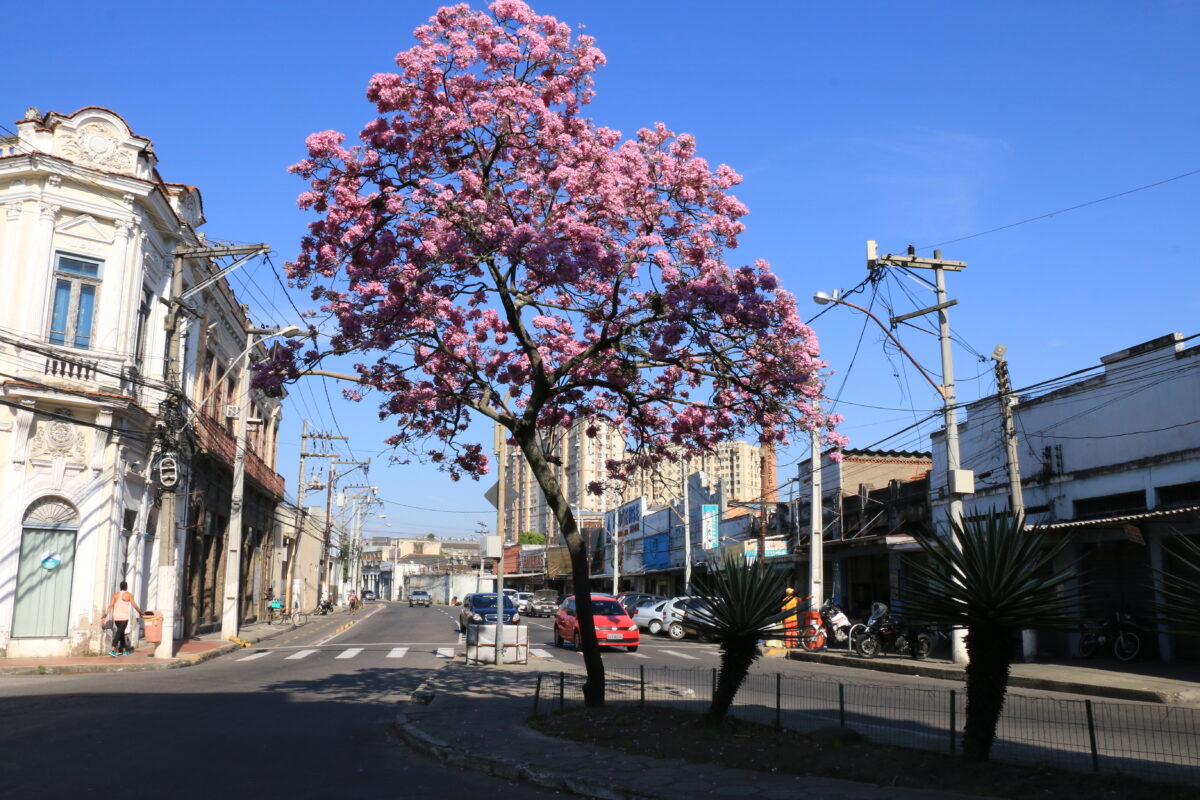 Ipê 1