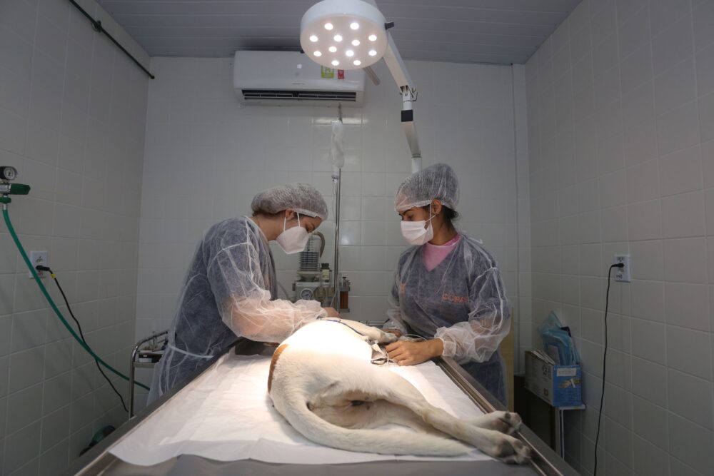 Ação Animal - Douglas Macedo