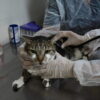 atendimento_veterinario