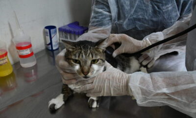 atendimento_veterinario