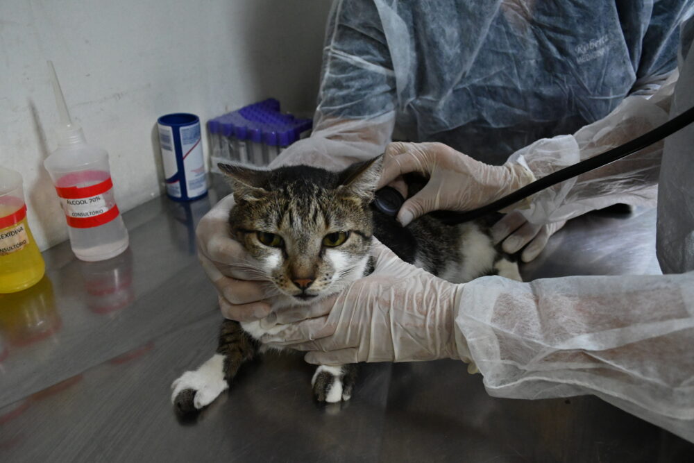 atendimento_veterinario