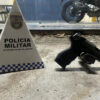 arma-apreendida