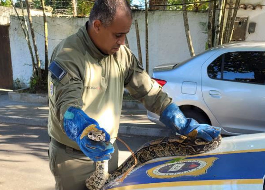 cobra