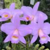 Orquidea 2