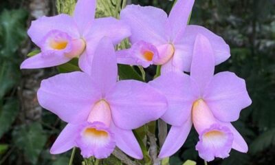 Orquidea 2