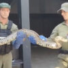 cobras