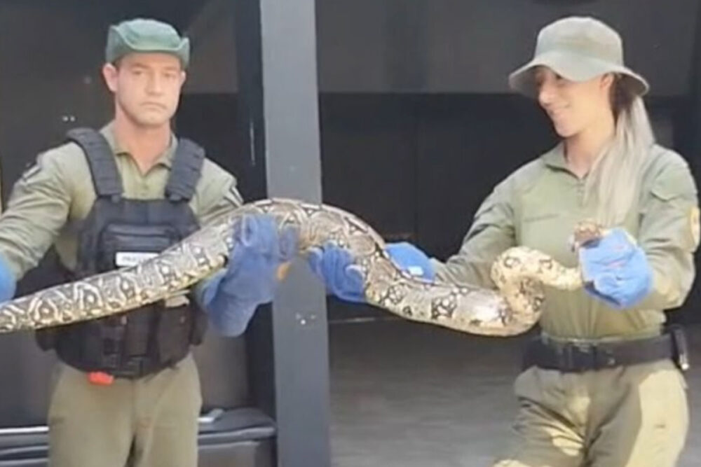 cobras