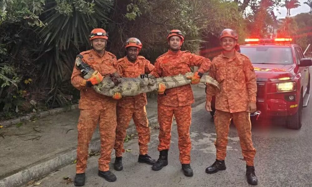 jacare-papo-amarelo-niteroi