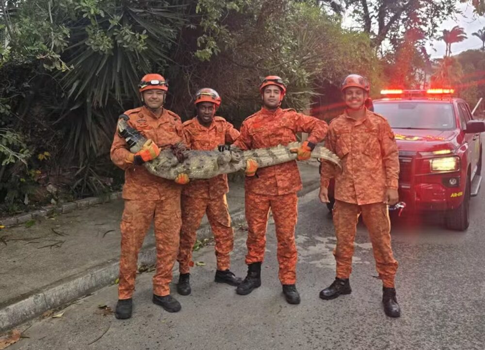 jacare-papo-amarelo-niteroi