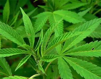Cannabis-liberacao