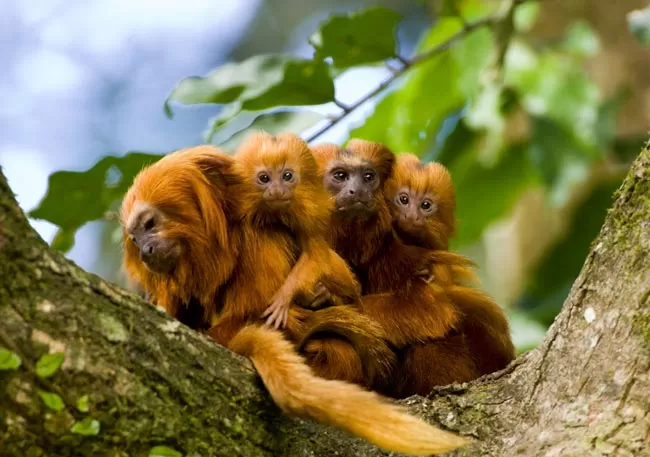 exposicao-national-geographic-mico-leao-dourado