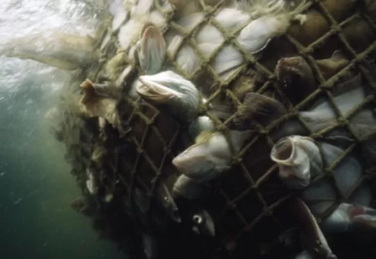 fish-dead-689664-ga