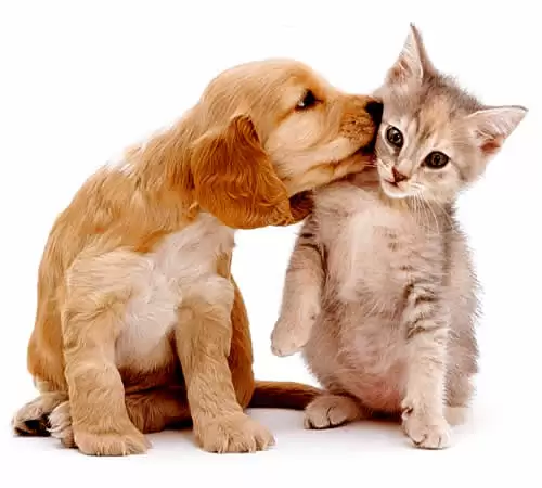 Vacinação-canina-e-felina-que-previne-contra-doenças-letais-ainda-geram-dúvida-entre-os-proprietários-PETREDE1
