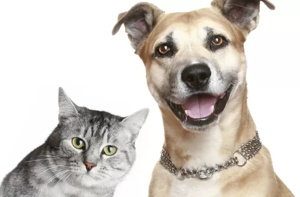 cat-dog-610x400