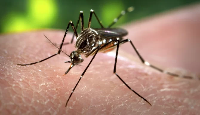 aedes