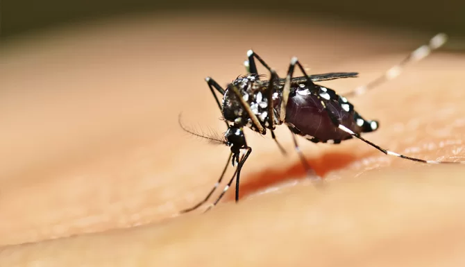 dengue2