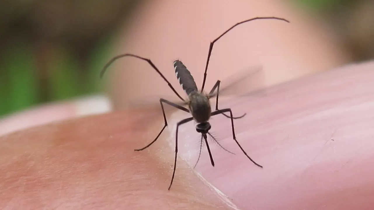 mosquito_1454352990990_784978_ver1.0