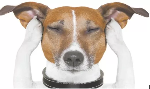 fogos-temor-dos-animais