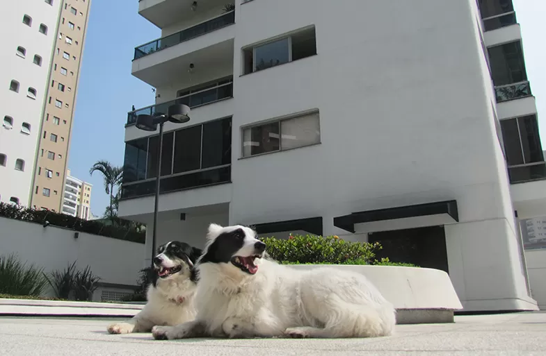 foto-ilegal-proibir-animais-estimacao-em-condominios-apartamentos-2