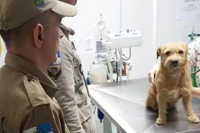 Cão atropelado é resgatado em São Francisco e precisa de um lar