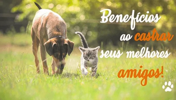 Castração Gratuita de Cães e Gatos em Niterói