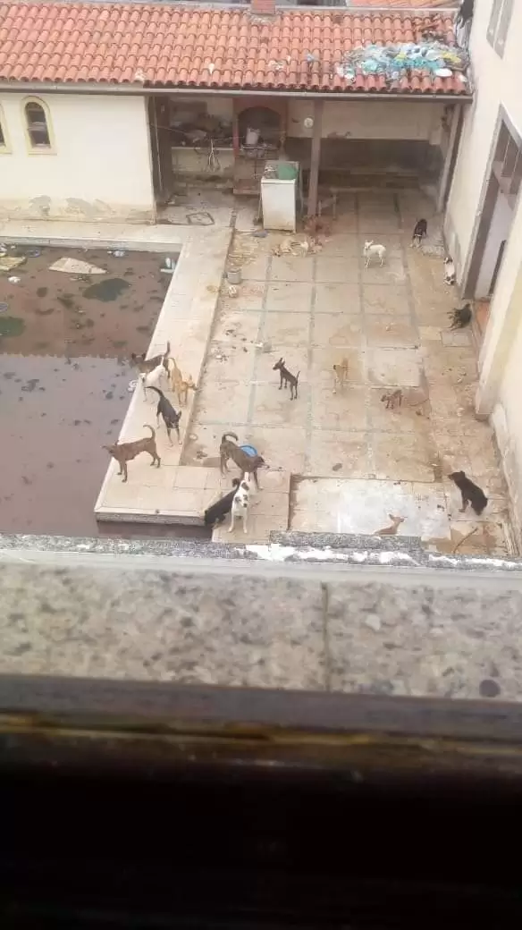 17-09-2020-Vizinhos-registraram-a-situao-de-abandono-dos-animais-e-a-falta-de-limpeza-no-local-Foto-do-Leitor