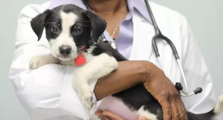 2018-10-Free-Pet-Vaccination-Clinic-2-800x420-1-777x420