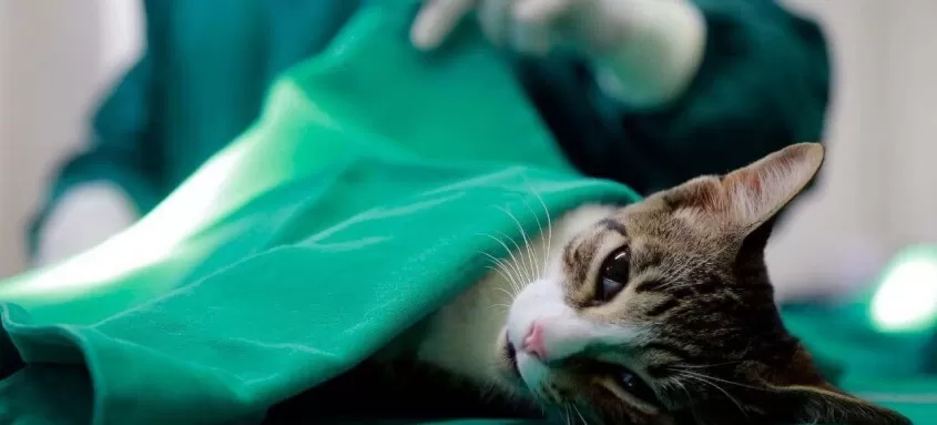 1_castracao_animais-383963