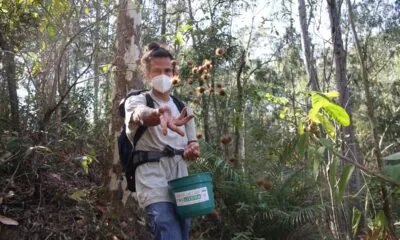 PLANTIO-PALMEIRA-JUCARA