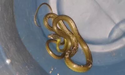 GM Niteroi resgata cobra Icarai (1)