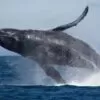 Baleia-Jubarte-em-sua-passagem-pelas-aguas-do-RJ-696x398