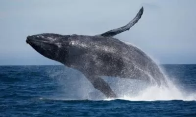 Baleia-Jubarte-em-sua-passagem-pelas-aguas-do-RJ-696x398