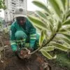 PLANTIO DE MUDAS DA SECONSER NA ALAMEDA SÃO BOAVENTURA-12