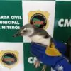 digulgaçao - animais resgatados GM (5)