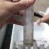 soltura de mosquitos em Jurujuba - 2