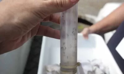 soltura de mosquitos em Jurujuba - 2
