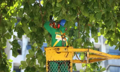 SECONSER - Poda de arvores Icarai - Barreto-2