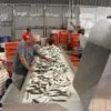 pescado