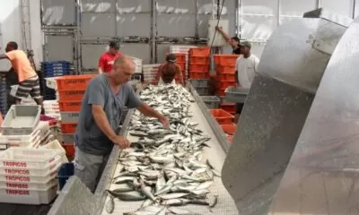 pescado