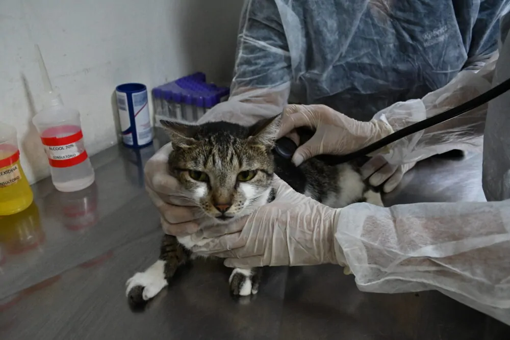 atendimento_veterinario