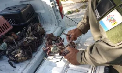 Guarda Ambiental - Caranguejos apreendidos (02)