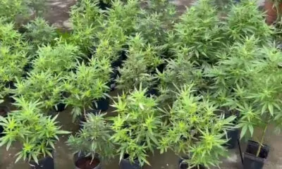 maconha