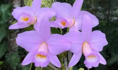 Orquidea 2