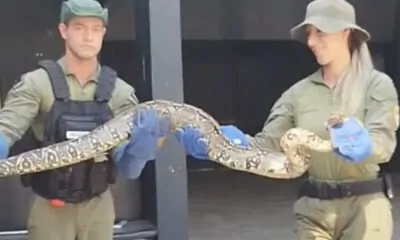 cobras
